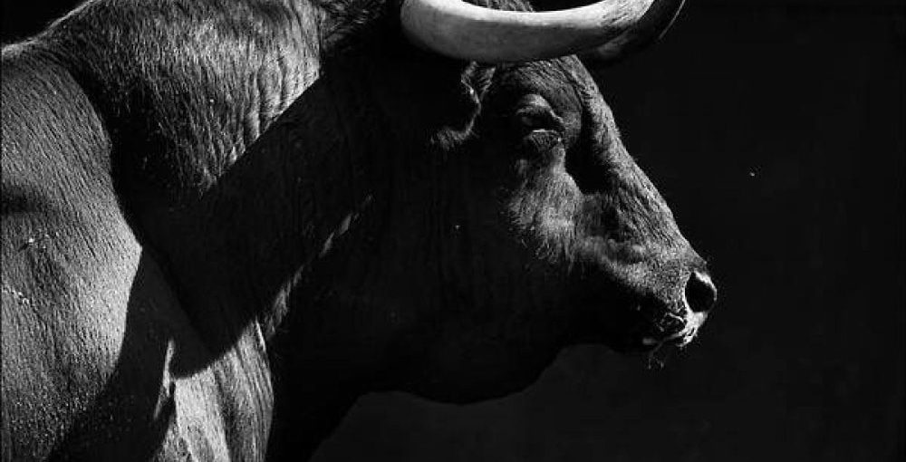 Black Bull with Horns