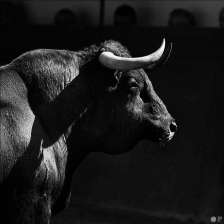 Black Bull with Horns